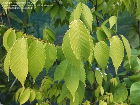 kiwi sunset zelkova|Zelkova serrata, Japanese Zelkova, Japanese Elm Kiwi Sunset